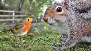 Videos for Cats to Watch - Birds and Squirrels Being Awesome
