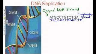 DNA and RNA.wmv