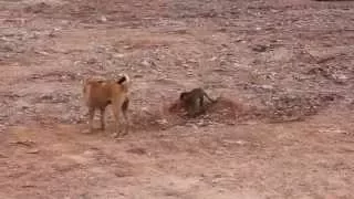 Monkey playing with a dog p1