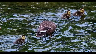 カルガモ親子3羽狛江地区 2024 05 25 #カルガモ親子 #野鳥 #birds #birdwatching #nature #自然観察ぶらり散歩