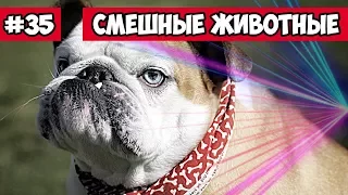 Бульдог и лазер - смешные животные | Bazuzu Video ТОП подборка август 2017