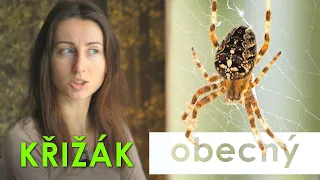 🔮 Staví si geniální sítě a zabije i saranče 🕸 | Křižák obecný 🕷