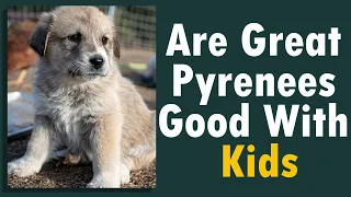 Are Great Pyrenees Good With Kids? A Comprehensive Look