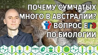 7. Почему сумчатых много в Австралии? Вопрос ЕГЭ по биологии