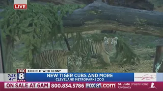 Kenny's kickin' it with the new baby tiger cubs