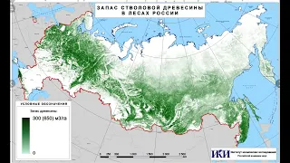 Почему лес надо выращивать