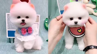Cute and Funny Pomeranian Videos 63 #Shorts