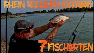 Rhein Feedern extrem 7 Fischarten @CrestaDeutschland