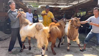 PUSAT KAMBING JUMBO DI JATENG, ongkir Jakarta 200rb 🔥