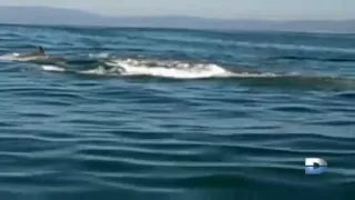 Des dauphins sauvent un surfeur d'une attaque de requin.