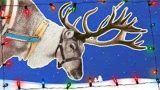 Reindeer for Kids | Caribou | Wild Animals | Arctic Animals