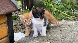 Incredibly beautiful Kittens and Mother Cat living on the street. 😍