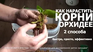 СГНИЛИ КОРНИ у ОРХИДЕИ 2 способа как нарастить корни орхидее быстро и эффективно