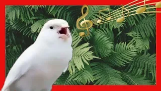 CANARY SINGING | THE BEST CANARY SINGING FOR TRAINING