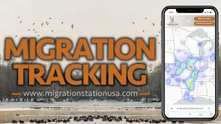 Duck Hunting - TRACK the MIGRATION with MIGRATION MAPS