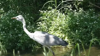 野鳥　　アオサギ