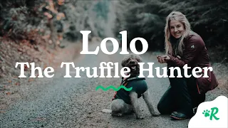 Lolo the Truffle Hunter | Rover.com