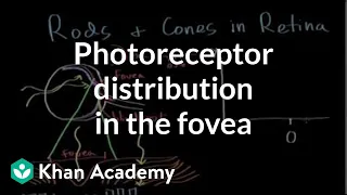 Photoreceptor distribution in the fovea | Processing the Environment | MCAT | Khan Academy