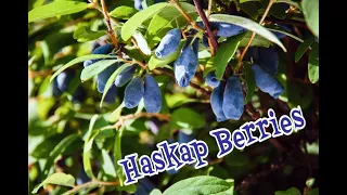 Haskaps: A Wild Edible Fruit that is Easily Cultivated