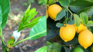How to grafting lemon tree on mango tree, amazing 100% success