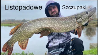 Listopadowe szczupaki. Vlog 78