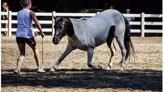 Dancing with Horses [Liberty performance]