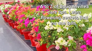 A to Z of Bougainvillea care tips || Learn flowering secrets no one tells ||Soil Fertilizer Watering