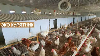 Эко курятник на 3500 кур. Вольное содержание кур в фермерском хозяйстве  Навасард-Агро
