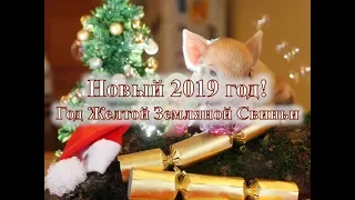 Новый 2019 год! Год Желтой Земляной Свиньи