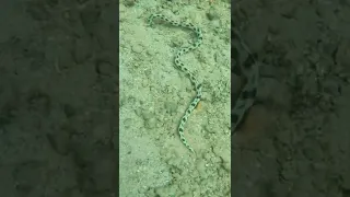 Is this a snake? Leave a comment #hawaii #anini#beach #snake #808life #gopro #kauai #diving #sealife