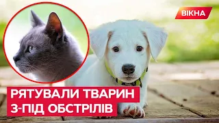 🦮 🐈  Евакуювали СОТНІ собак та котів й селили їх у себе ВДОМА — історія, яка вражає