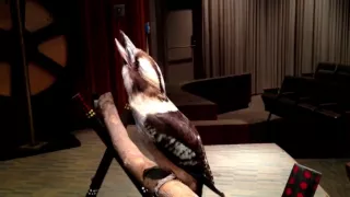 The Kookaburra Call - A.K.A. The Kookaburra Laughing