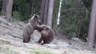 The Brown Bears of Finland
