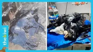 Dog covered in tar gets rescued