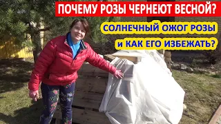 НЕ ОТКРЫВАЙТЕ РОЗЫ, НЕ ПОСМОТРЕВ ЭТО ВИДЕО! Как правильно открывать розы? СОЛНЕЧНЫЙ ОЖОГ розы.