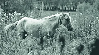 На високій полонині - Na wysokiej połoninie