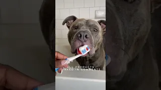 giving my dog the ULTIMATE spa day he deserves #shorts #viral #dogs #grooming #pitbull #tutorial