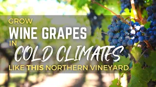 Grow WINE GRAPES in COLD Climates! Good Varieties As Grown By THIS Northern Winery