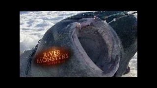 Mysterious Arctic Shark - River Monsters