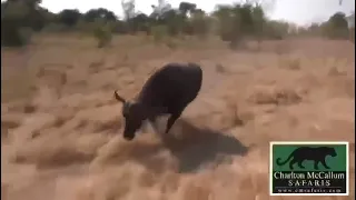 Охота на буйвола в Африке чуть не встала последней