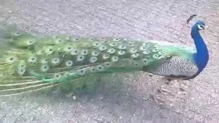 Beautiful Peacock opening feathers