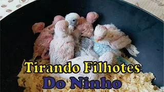 Tirando Filhotes do Ninho - Periquito Australiano