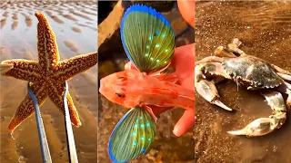 Catching Seafood 🦑🦀 Deep Sea Octopus (Catch Fish,Catch Shark) Tik Tok #1