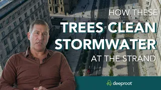 How Trees Clean Stormwater Runoff at the Strand in Liverpool with Silva Cells (SuDS)