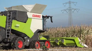 Claas Trion 750 TT / Körnermais Ernten - Harvesting Corn  2021