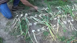 Onions. How To Grow, When To Harvest, How To Harvest, Storage. The life cycle of an onion.