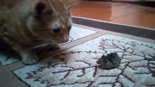 Cat vs. Mouse Battle Movie (Director's Cut)