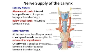 ANATOMY OF THE LARYNX  تشريح  الحنجرة 5A