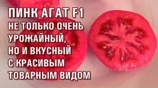 ПИНК АГАТ F1 НЕ ТОЛЬКО ОЧЕНЬ УРОЖАЙНЫЙ, НО И ВКУСНЫЙ И С КРАСИВЫМ ТОВАРНЫМ ВИДОМ (07-05-2019)