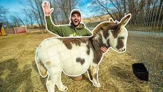 I Bought MINI DONKEYS for My BACKYARD FARM!!!